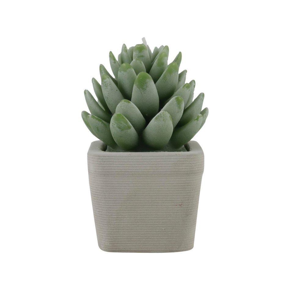 CONCEPTS LIFE VELA CACTUS V2 8.5X8.5X12.5CM