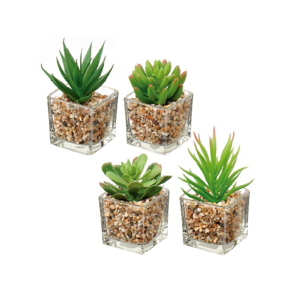 CONCEPTS LIFE SUCULENTA CON POTE 4 SURT 5X5X10CM