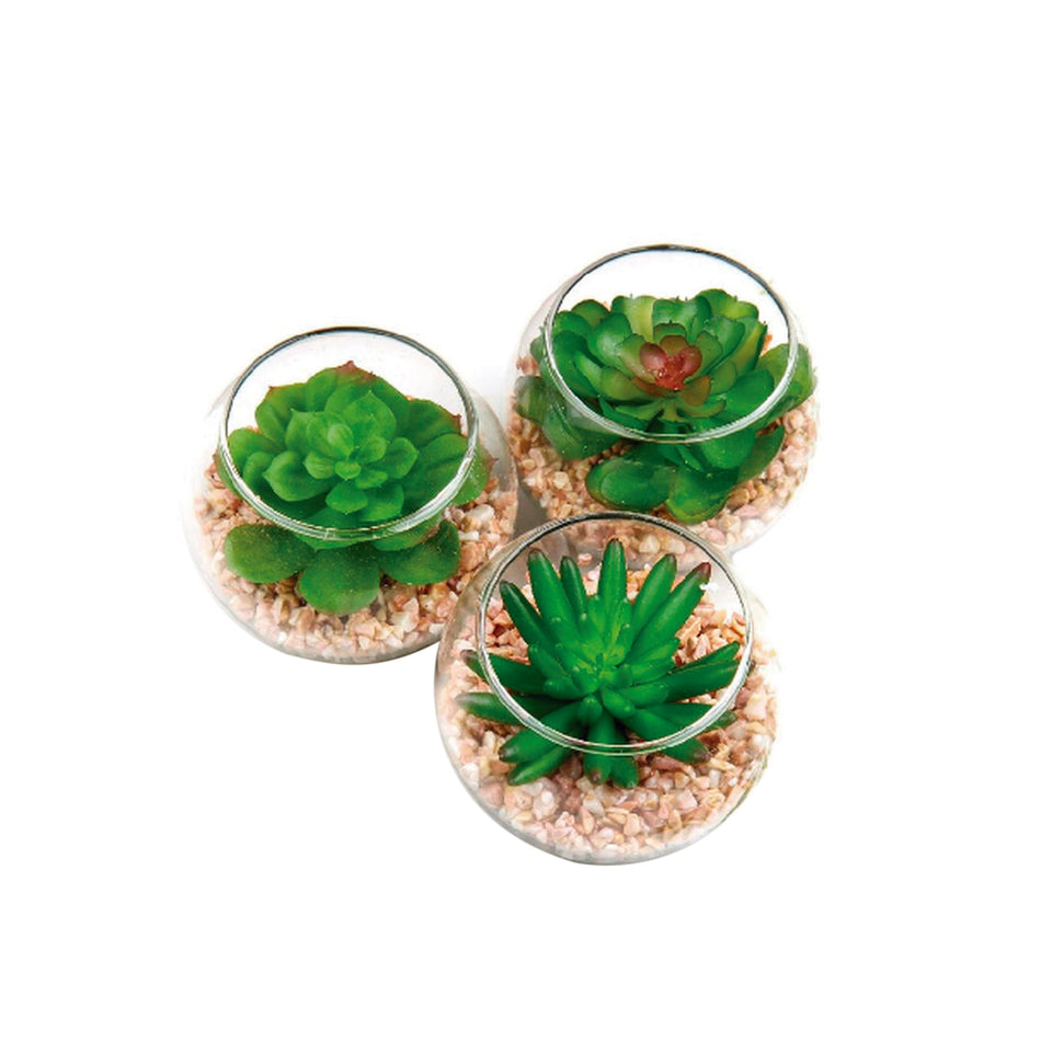 CONCEPTS LIFE SUCULENTA CON POTE 3 SURT 10X10X8CM
